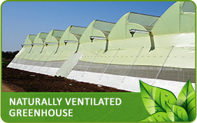 Naturally Ventilated Greenhouse