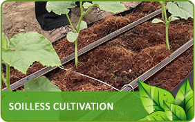 Soilless Cultivation