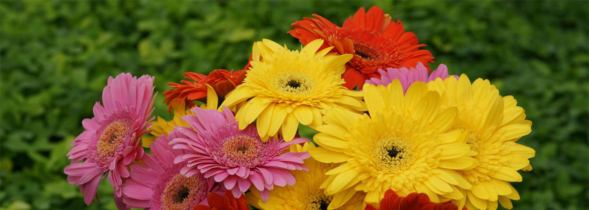 Gerbera grown in Swarnim Greenhouse