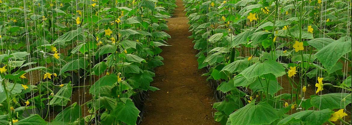 Soilless Cultivation