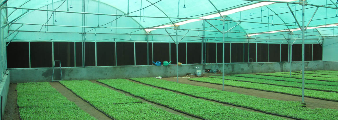 Fan & Pad Greenhouse