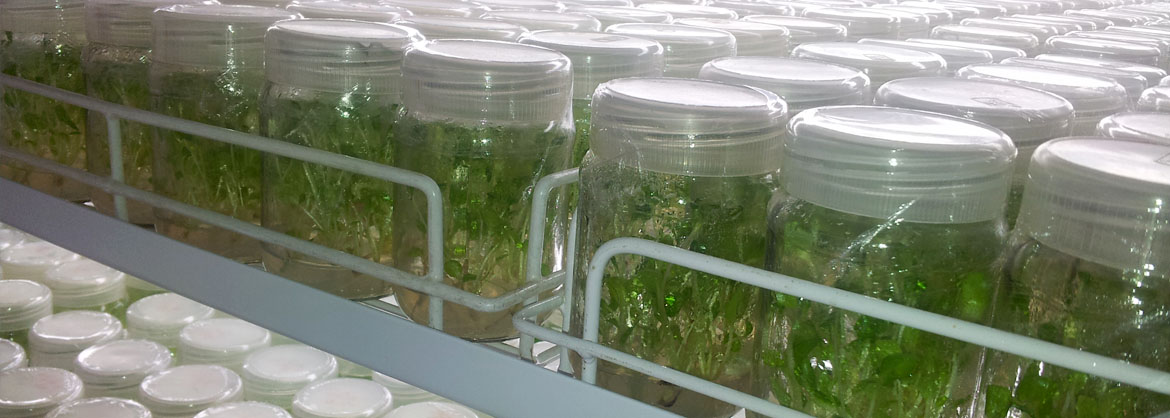 Tissue Culture Plants