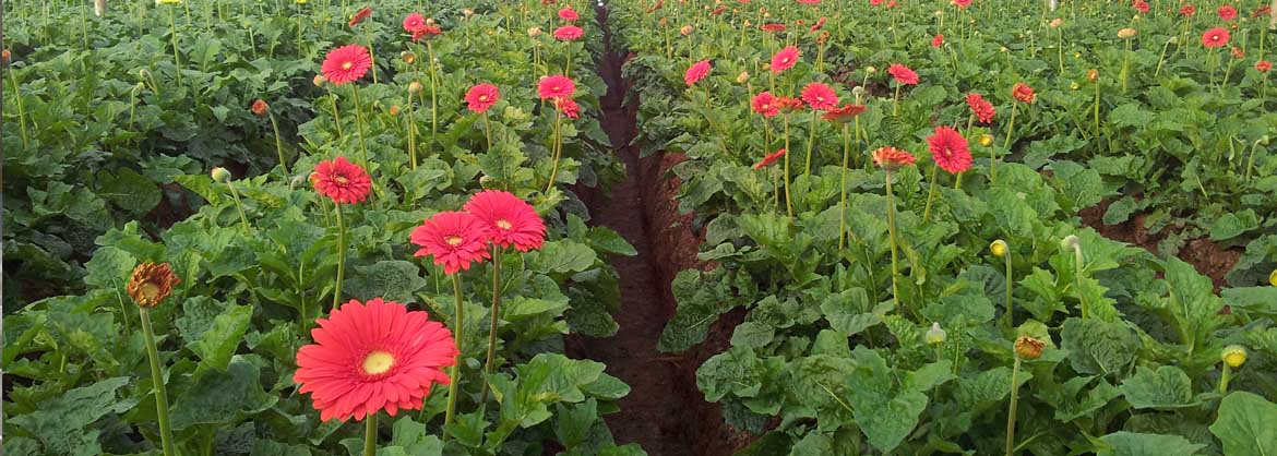 Gerbera in Greenhouse