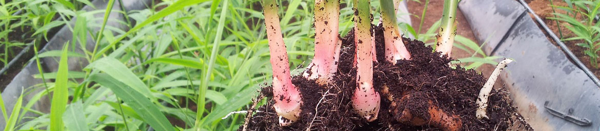 Soilless Cultivation