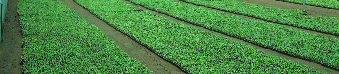 Hi-Tech Irrigation System