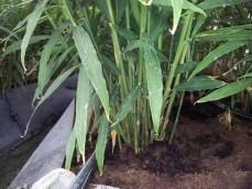 Soil less Ginger					 					 					 					 					 					 					 					 					 					 					 					 					 