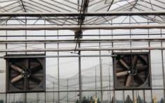 Fan & Pad Green House					 