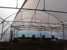 Fan & Pad Green House					 