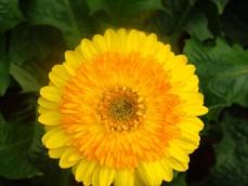 Gerbera Flowers					 					 					 					 