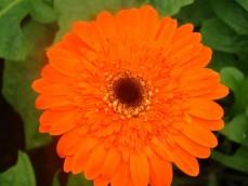 Gerbera Flowers					 					 					 					 