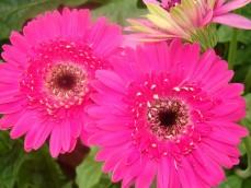 Gerbera Flowers					 					 					 					 