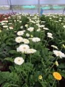 Gerbera Flowers					 					 					 					 