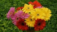 Gerbera Flowers					 					 					 					 