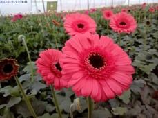 Gerbera Flowers					 					 					 					 