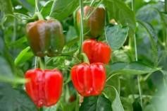Color Capsicum					 