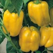 Color Capsicum					 