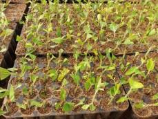 Nilgiri Tissue Plants					 