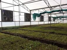 Nilgiri Tissue Plants					 