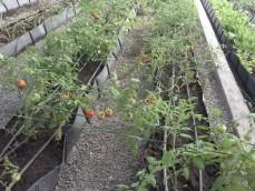 Vegetables in Soilless	 