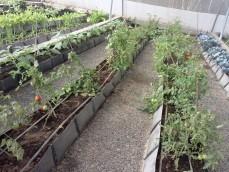 Vegetables in Soilless				 