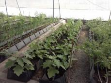 Vegetables in Soilless	 
