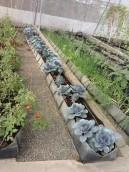 Vegetables in Soilless 