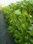 Multilayer Plantation					 